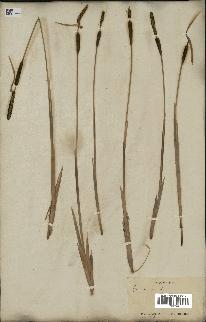 spécimen de Typha minima