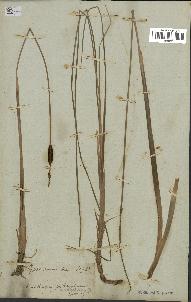 spécimen de Typha minima