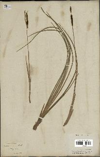 spécimen de Typha minima
