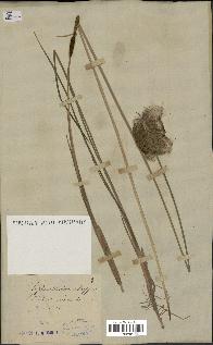 spécimen de Typha minima