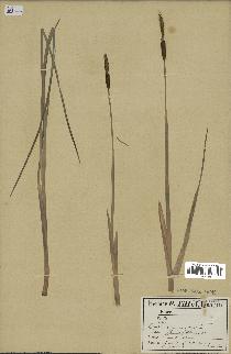 spécimen de Typha minima