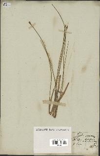 spécimen de Typha minima