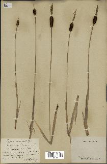 spécimen de Typha minima