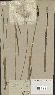 spécimen de Typha minima