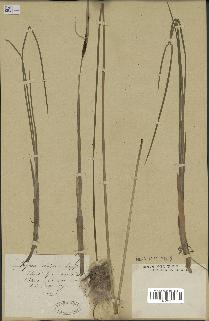 spécimen de Typha minima