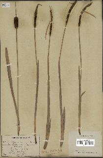 spécimen de Typha minima
