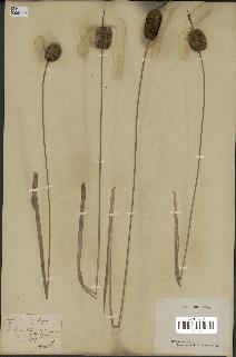 spécimen de Typha minima