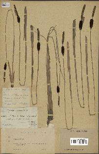 spécimen de Typha minima