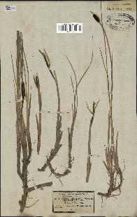 spécimen de Typha minima