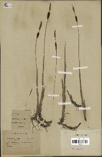 spécimen de Typha minima