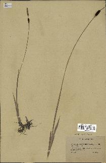 spécimen de Typha minima