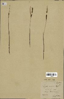 spécimen de Typha minima