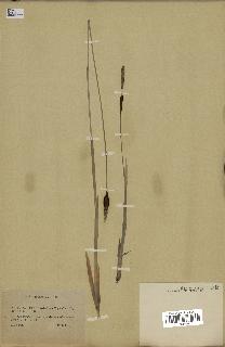 spécimen de Typha minima