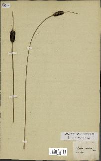 spécimen de Typha minima