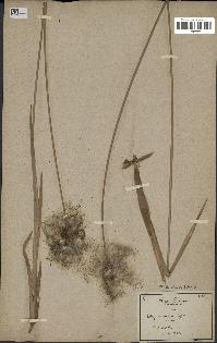 spécimen de Typha minima