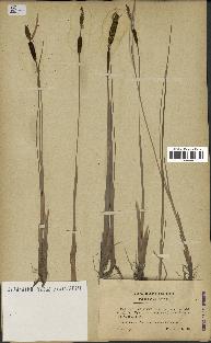 spécimen de Typha minima