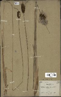 spécimen de Typha minima