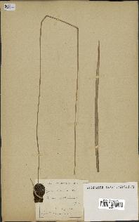 spécimen de Typha minima