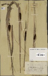 spécimen de Typha minima