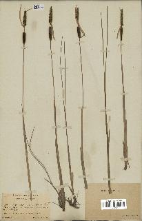 spécimen de Typha minima