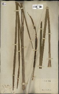 spécimen de Typha latifolia
