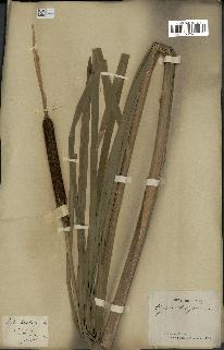 spécimen de Typha latifolia