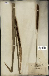 spécimen de Typha latifolia