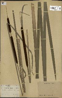 spécimen de Typha latifolia