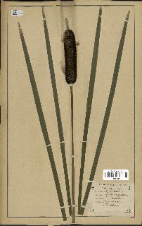 spécimen de Typha latifolia