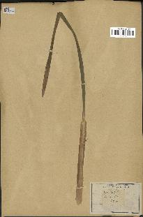 spécimen de Typha latifolia