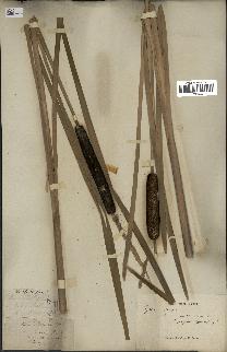 spécimen de Typha latifolia