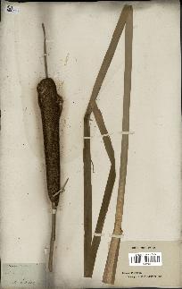 spécimen de Typha latifolia