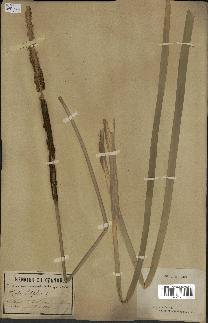 spécimen de Typha latifolia