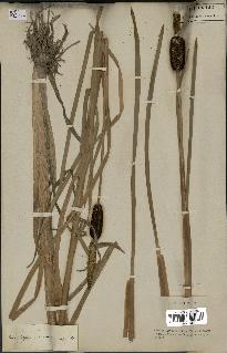 spécimen de Typha latifolia
