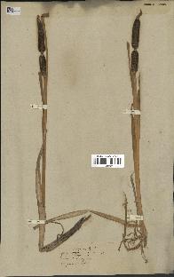 spécimen de Typha latifolia