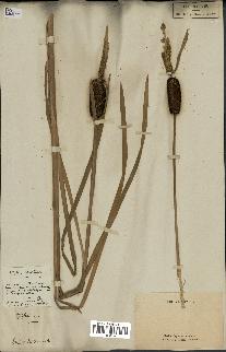 spécimen de Typha latifolia