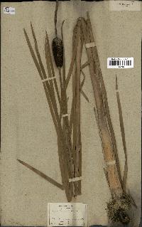 spécimen de Typha latifolia