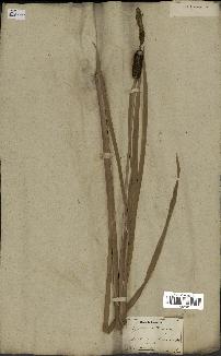 spécimen de Typha latifolia