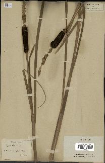spécimen de Typha latifolia