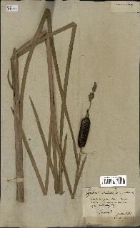 spécimen de Typha latifolia