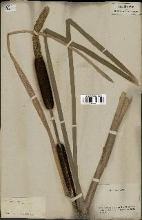 spécimen de Typha latifolia