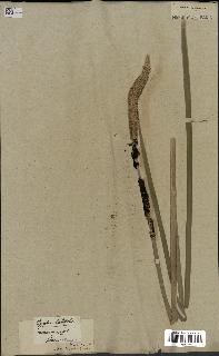 spécimen de Typha latifolia