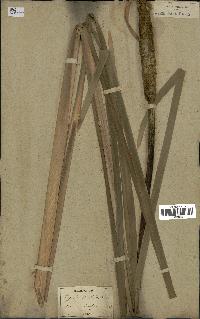 spécimen de Typha latifolia