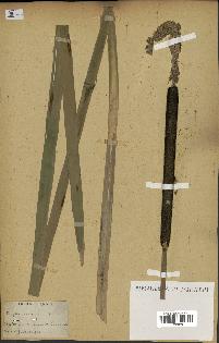 spécimen de Typha latifolia
