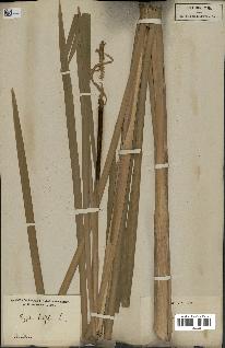 spécimen de Typha latifolia
