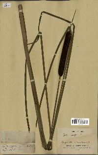 spécimen de Typha latifolia
