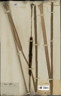 spécimen de Typha latifolia