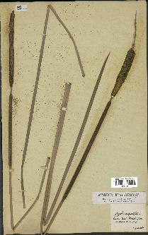 spécimen de Typha angustifolia