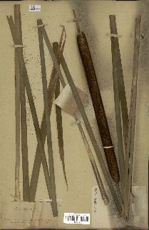 spécimen de Typha angustifolia