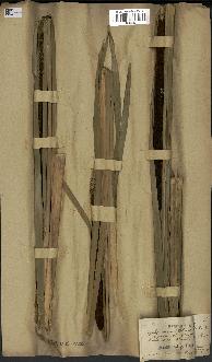 spécimen de Typha latifolia x angustata